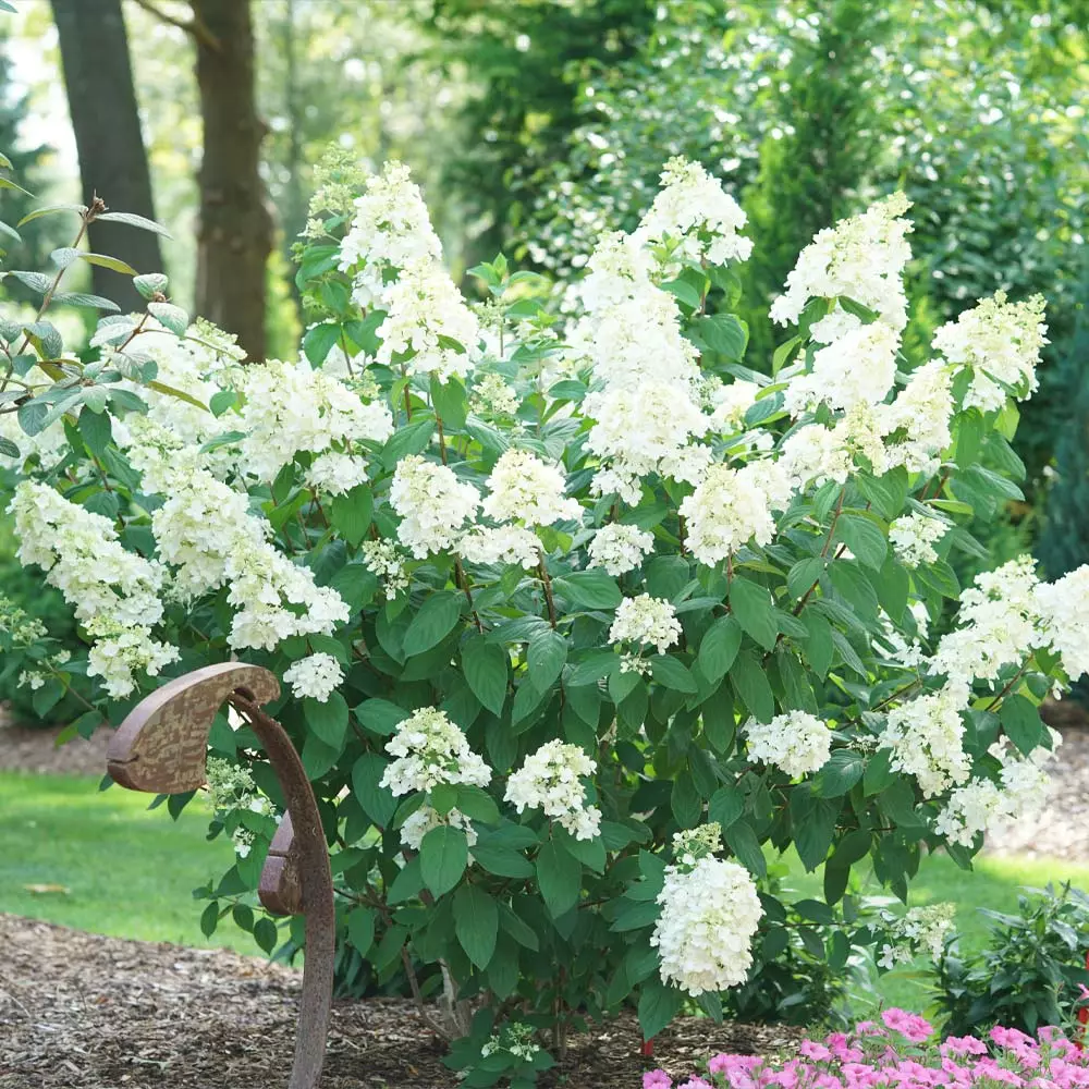 NO WARRANTY Fire Light® Hydrangea Shrub Shrubs & Hedges 3 NO WARRANTY Fire Light® Hydrangea Shrub Shrubs & Hedges