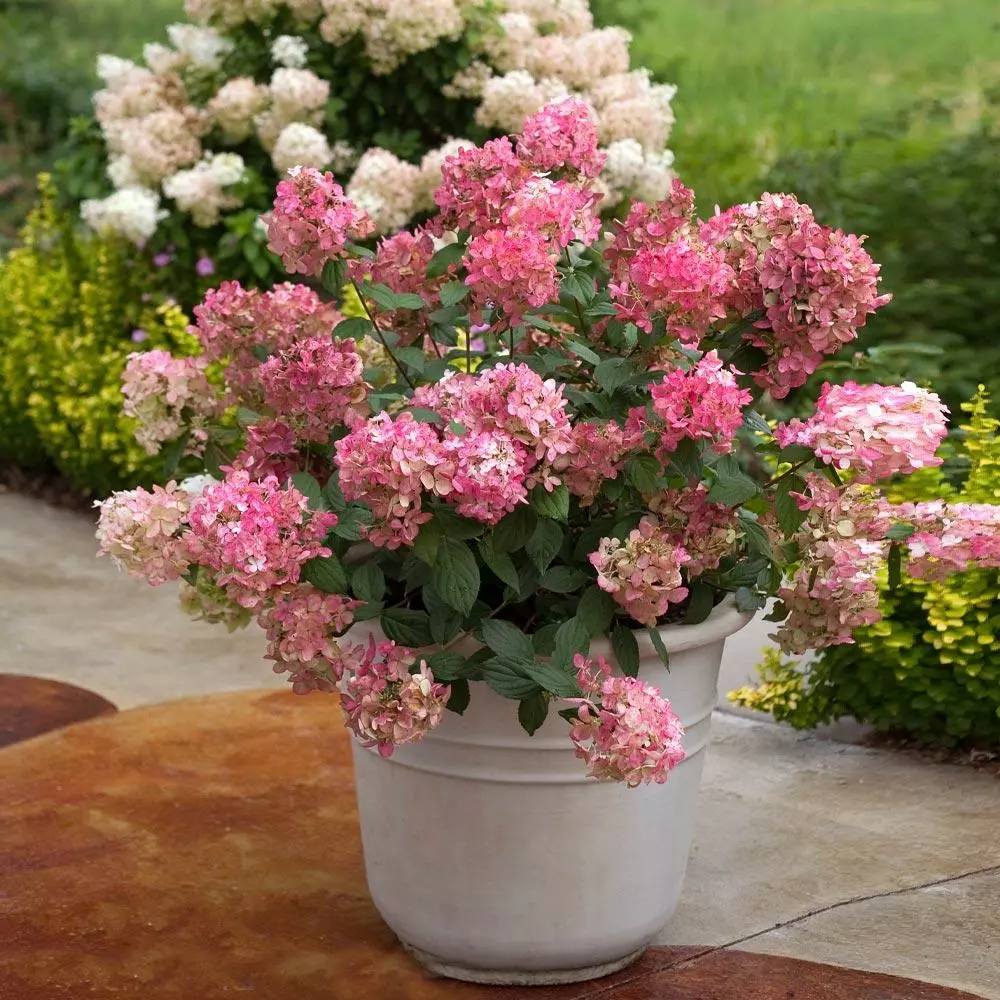Brighter Blooms Fire Light® Hydrangea Shrub 5 Brighter Blooms Fire Light® Hydrangea Shrub