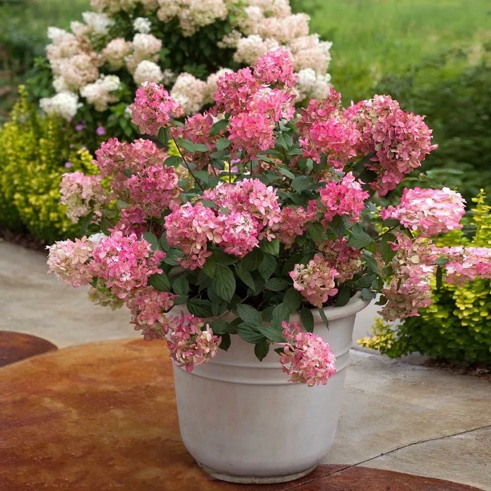 NO WARRANTY Fire Light® Hydrangea Shrub Shrubs & Hedges 5 NO WARRANTY Fire Light® Hydrangea Shrub Shrubs & Hedges