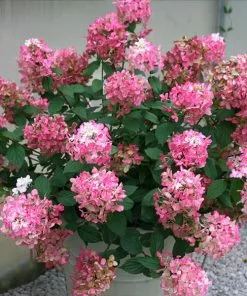 Brighter Blooms Fire Light® Hydrangea Shrub