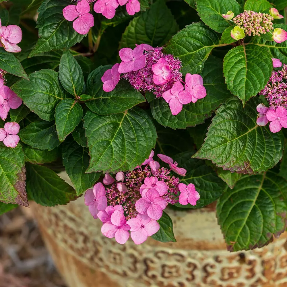 Brighter Blooms Shrubs & Hedges Endless Summer® Pop Star™ Hydrangea 4 Brighter Blooms Shrubs & Hedges Endless Summer® Pop Star™ Hydrangea