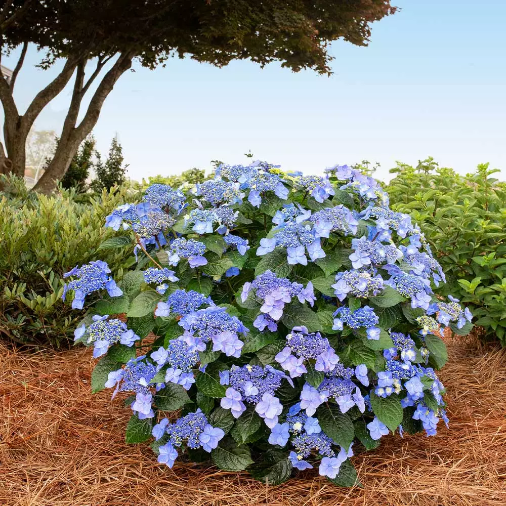 Brighter Blooms Shrubs & Hedges Endless Summer® Pop Star™ Hydrangea 2 Brighter Blooms Shrubs & Hedges Endless Summer® Pop Star™ Hydrangea