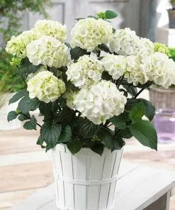 Brighter Blooms Onyx™ Zebra Hydrangea Shrubs & Hedges 6 Brighter Blooms Onyx™ Zebra Hydrangea Shrubs & Hedges
