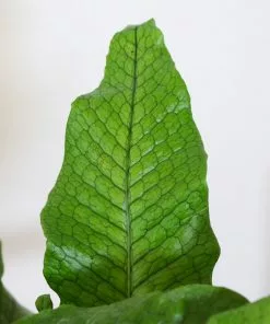 Brighter Blooms Crocodile Fern Ferns 5 Brighter Blooms Crocodile Fern Ferns