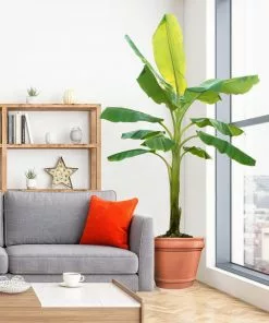 Brighter Blooms Ice Cream Banana Tree 10 Brighter Blooms Ice Cream Banana Tree