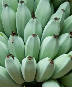 Brighter Blooms Ice Cream Banana Tree