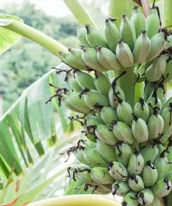 Brighter Blooms Ice Cream Banana Tree 9 Brighter Blooms Ice Cream Banana Tree