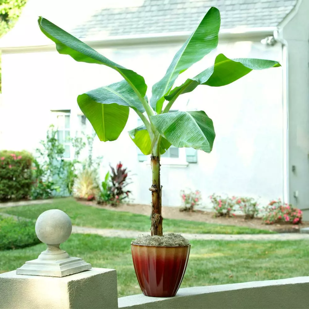 Brighter Blooms Ice Cream Banana Tree 3 Brighter Blooms Ice Cream Banana Tree
