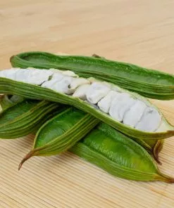 Brighter Blooms Ice Cream Bean Tree 7 Brighter Blooms Ice Cream Bean Tree