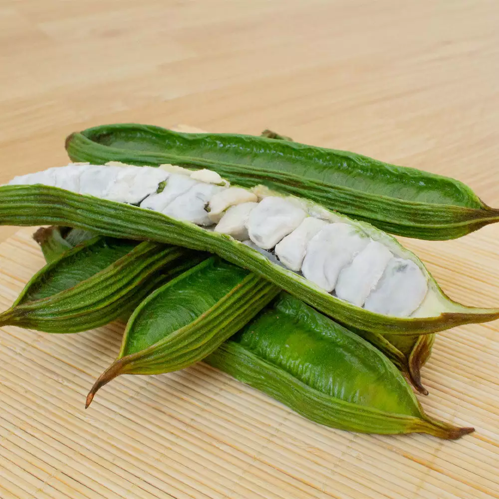 Brighter Blooms Ice Cream Bean Tree 3 Brighter Blooms Ice Cream Bean Tree