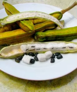 Brighter Blooms Ice Cream Bean Tree