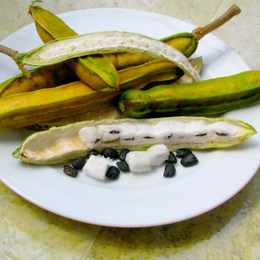 Brighter Blooms Ice Cream Bean Tree 2 Brighter Blooms Ice Cream Bean Tree