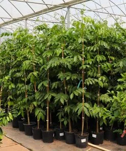 Brighter Blooms Ice Cream Bean Tree 9 Brighter Blooms Ice Cream Bean Tree