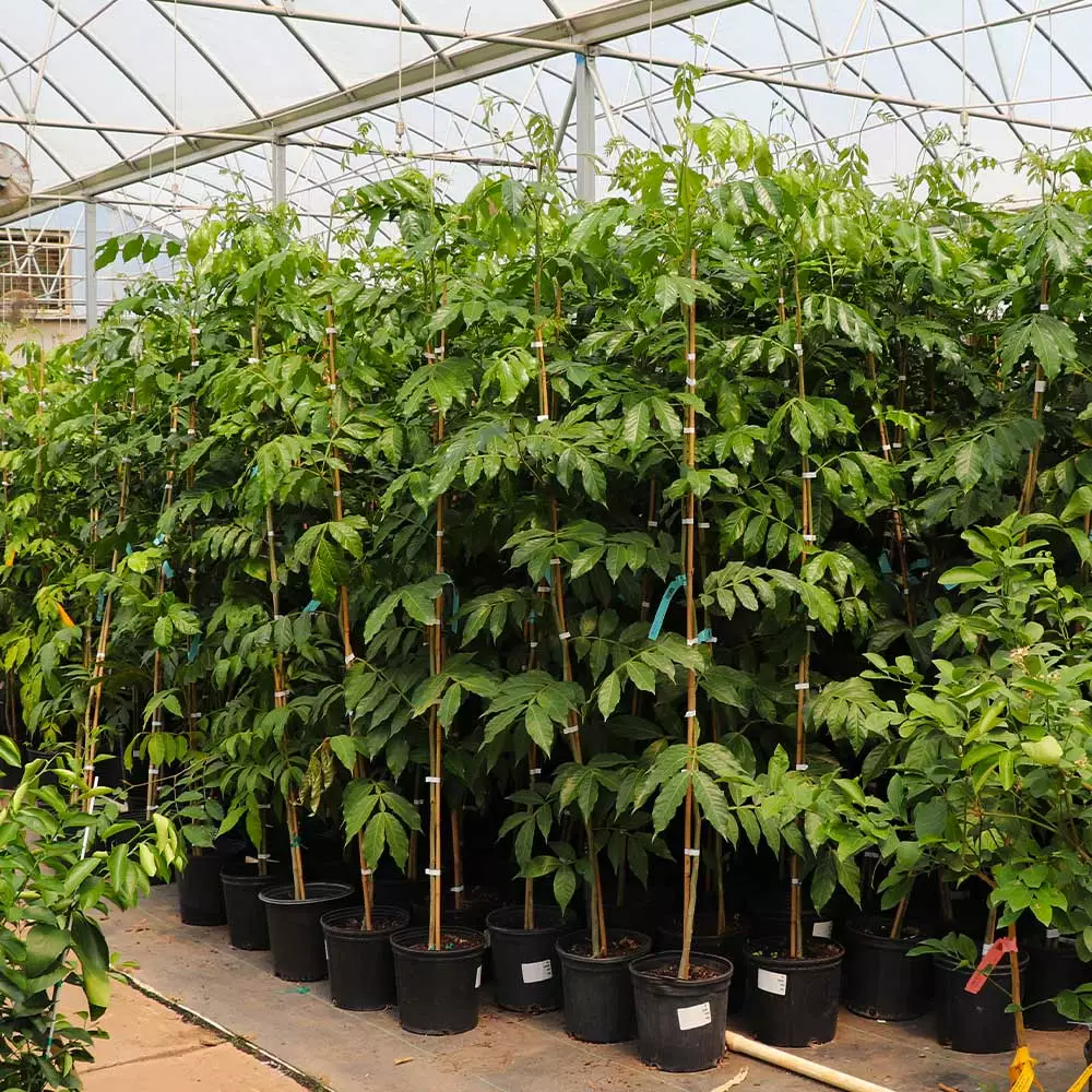 Brighter Blooms Ice Cream Bean Tree 5 Brighter Blooms Ice Cream Bean Tree