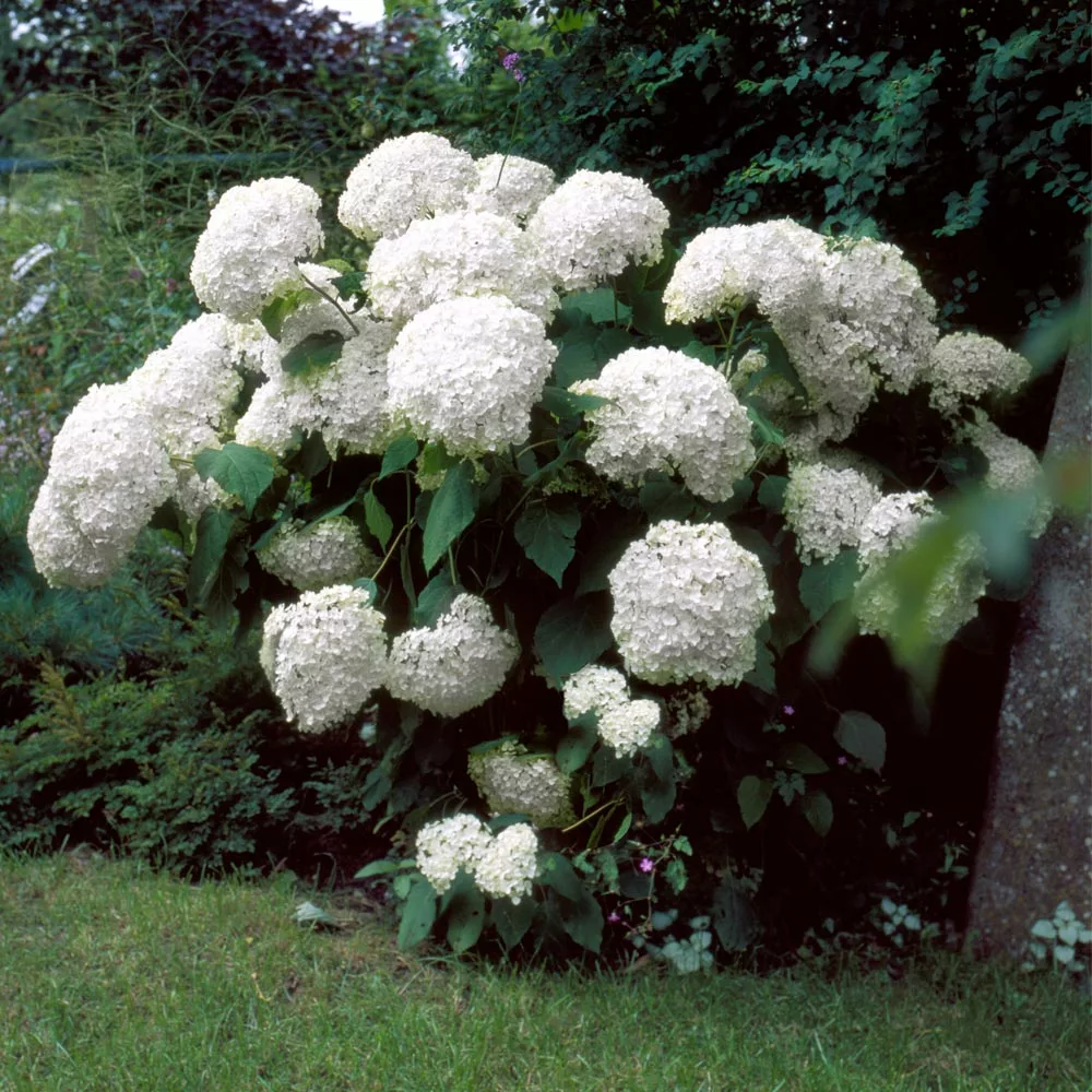 Brighter Blooms Incrediball® Hydrangea Shrub 3 Brighter Blooms Incrediball® Hydrangea Shrub