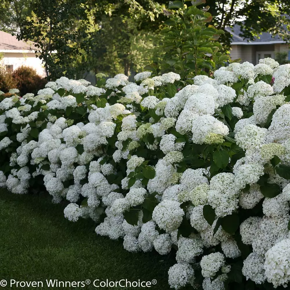 Brighter Blooms Incrediball® Hydrangea Shrub 4 Brighter Blooms Incrediball® Hydrangea Shrub
