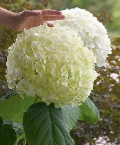 Brighter Blooms Incrediball® Hydrangea Shrub