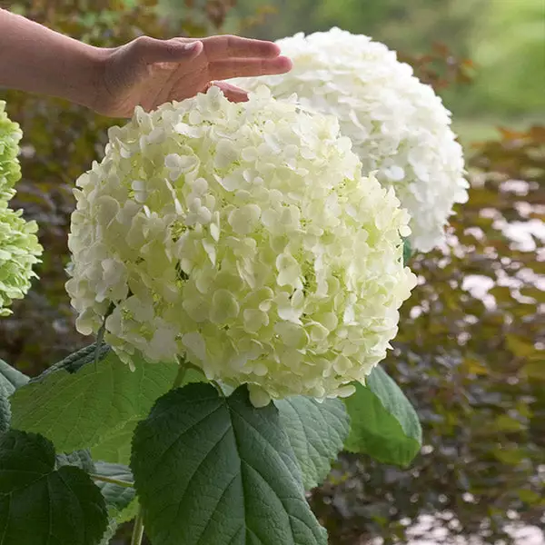 Brighter Blooms Incrediball® Hydrangea Shrub 1 Brighter Blooms Incrediball® Hydrangea Shrub