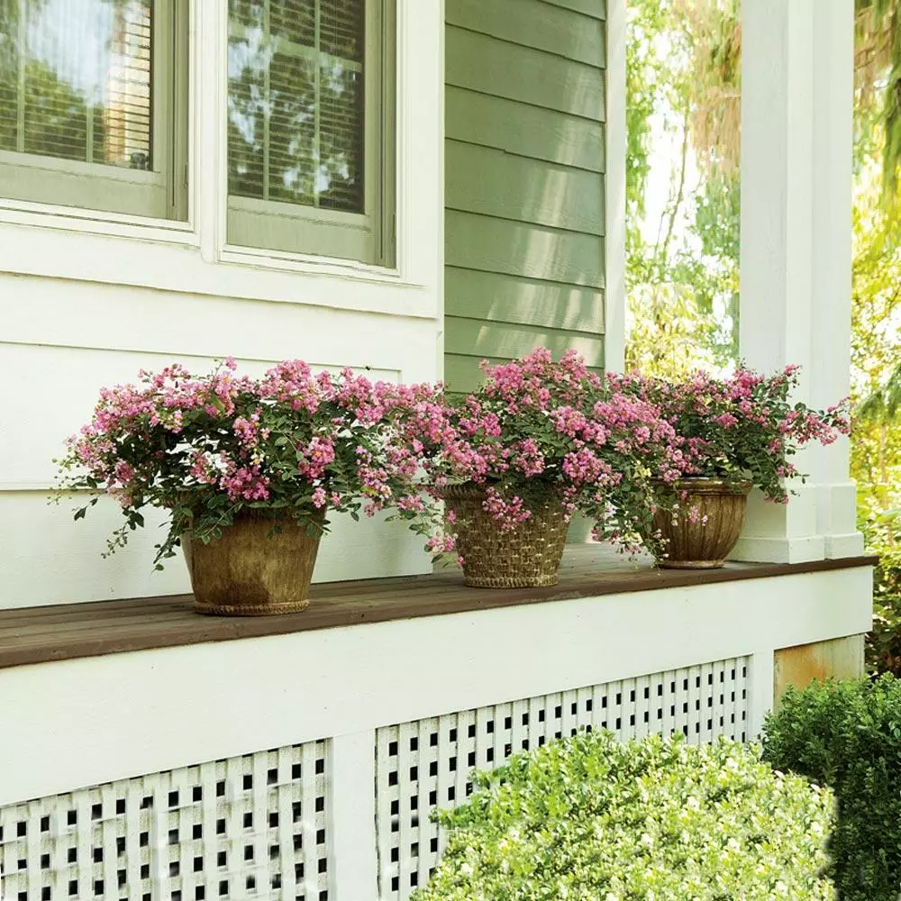 Brighter Blooms Infinitini® Brite Pink Dwarf Crape Myrtle Tree Crape Myrtles 2 Brighter Blooms Infinitini® Brite Pink Dwarf Crape Myrtle Tree Crape Myrtles