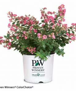 Brighter Blooms Infinitini® Brite Pink Dwarf Crape Myrtle Tree Crape Myrtles 8 Brighter Blooms Infinitini® Brite Pink Dwarf Crape Myrtle Tree Crape Myrtles