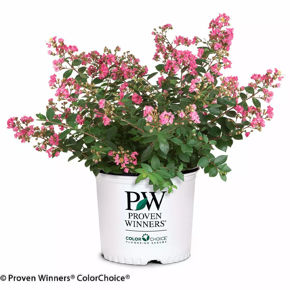 Brighter Blooms Infinitini® Brite Pink Dwarf Crape Myrtle Tree Crape Myrtles 4 Brighter Blooms Infinitini® Brite Pink Dwarf Crape Myrtle Tree Crape Myrtles