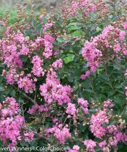 Brighter Blooms Infinitini® Brite Pink Dwarf Crape Myrtle Tree Crape Myrtles 7 Brighter Blooms Infinitini® Brite Pink Dwarf Crape Myrtle Tree Crape Myrtles