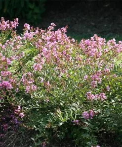 Brighter Blooms Infinitini® Orchid Dwarf Crape Myrtle Tree