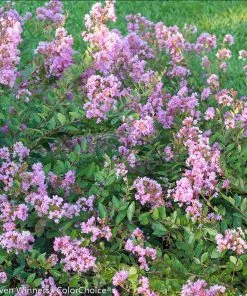 Brighter Blooms Infinitini® Orchid Dwarf Crape Myrtle Tree