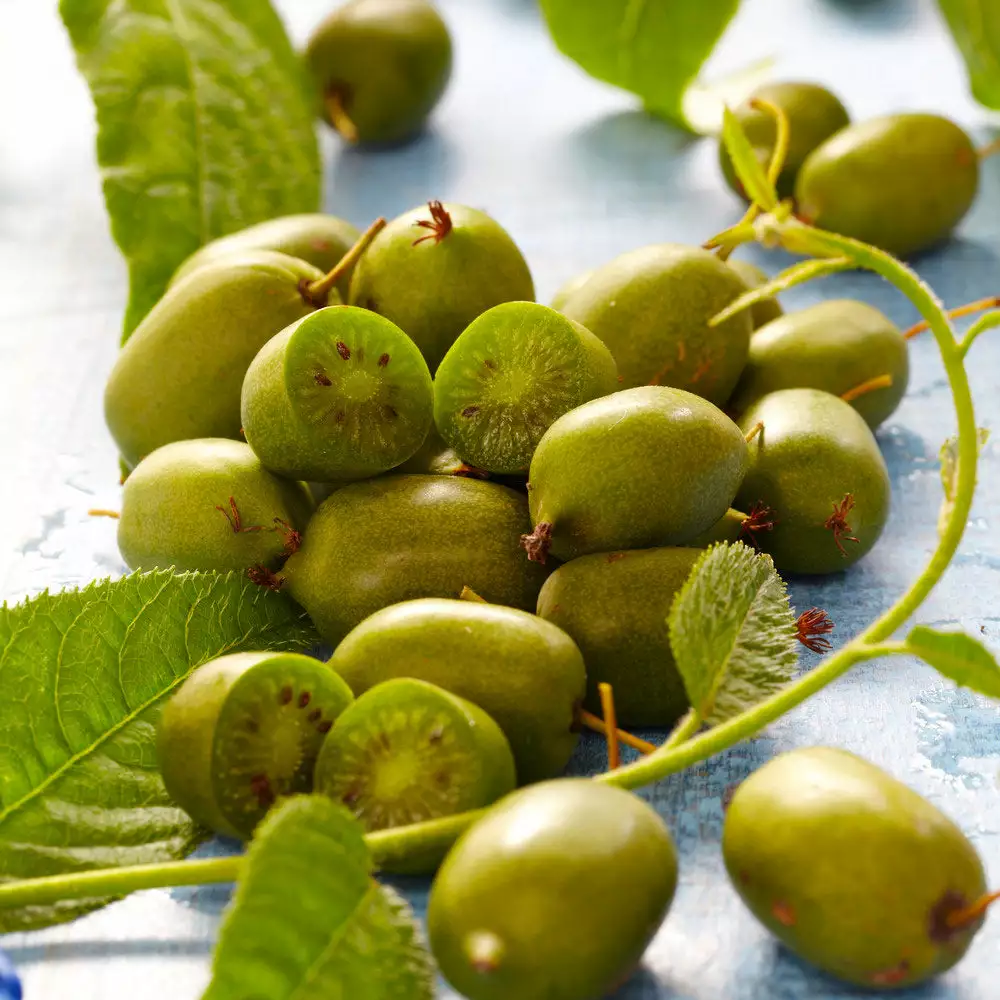 Brighter Blooms Fruit Trees Cold Hardy Kiwi (Issai Arctic Kiwi) Plant 2 Brighter Blooms Fruit Trees Cold Hardy Kiwi (Issai Arctic Kiwi) Plant