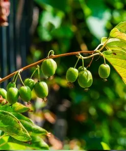 Brighter Blooms Fruit Trees Cold Hardy Kiwi (Issai Arctic Kiwi) Plant 8 Brighter Blooms Fruit Trees Cold Hardy Kiwi (Issai Arctic Kiwi) Plant