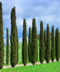 Brighter Blooms Italian Cypress Tree Evergreen & Privacy 10 Brighter Blooms Italian Cypress Tree Evergreen & Privacy