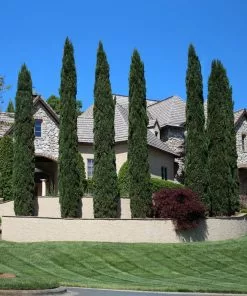 Brighter Blooms Italian Cypress Tree Evergreen & Privacy 8 Brighter Blooms Italian Cypress Tree Evergreen & Privacy