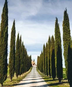 Brighter Blooms Italian Cypress Tree New Trees 11 Brighter Blooms Italian Cypress Tree New Trees