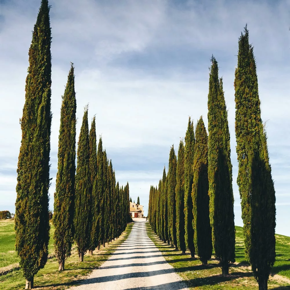 Brighter Blooms Italian Cypress Tree Evergreen & Privacy 6 Brighter Blooms Italian Cypress Tree Evergreen & Privacy