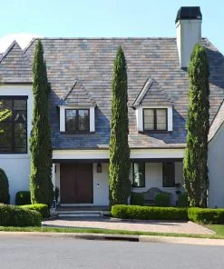 Brighter Blooms Italian Cypress Tree Evergreen & Privacy