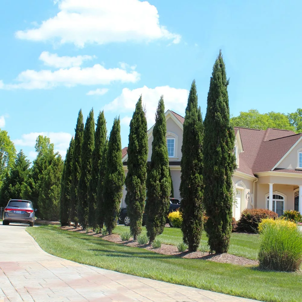 Brighter Blooms Italian Cypress Tree Evergreen & Privacy 4 Brighter Blooms Italian Cypress Tree Evergreen & Privacy