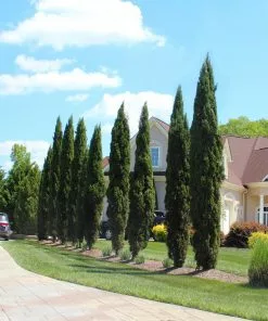 Brighter Blooms Italian Cypress Tree Evergreen & Privacy 9 Brighter Blooms Italian Cypress Tree Evergreen & Privacy