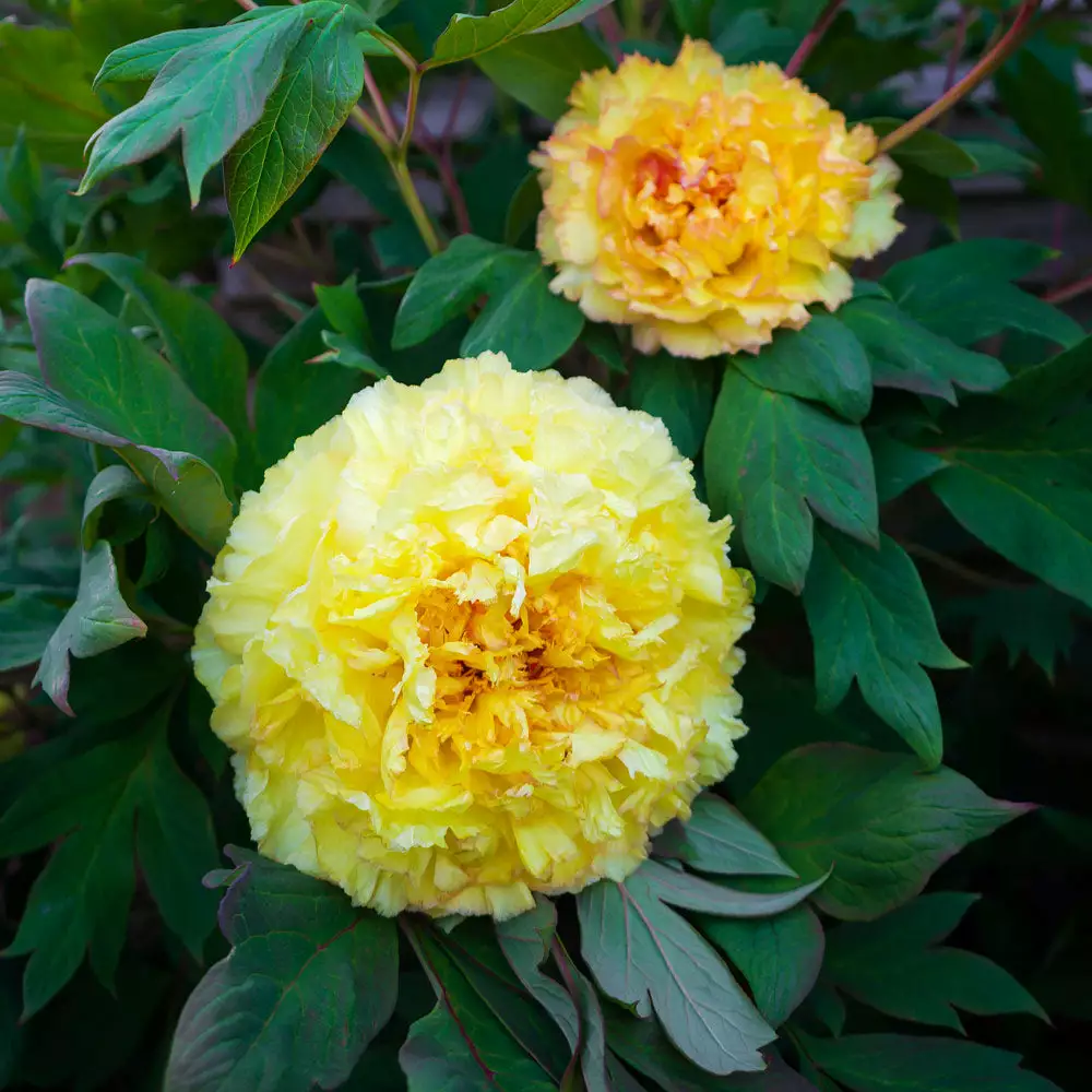Brighter Blooms Bartzella Peony Shrubs & Hedges 3 Brighter Blooms Bartzella Peony Shrubs & Hedges