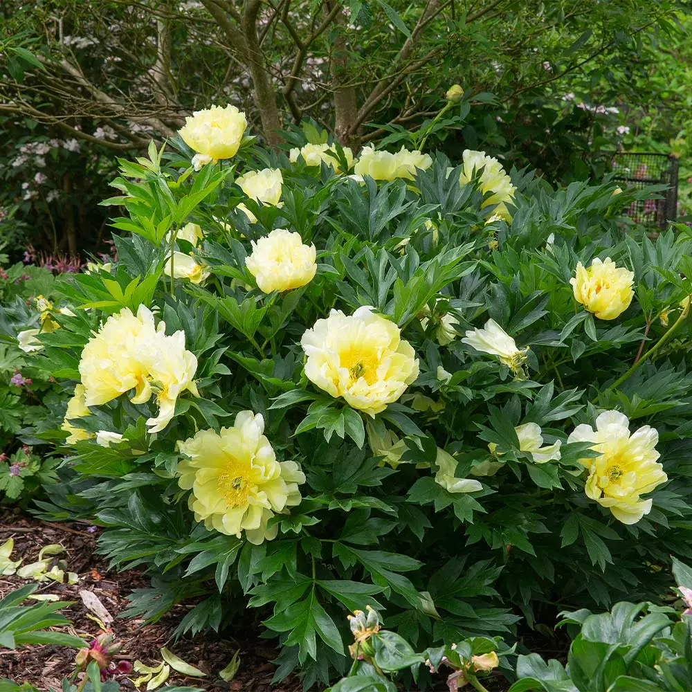 Brighter Blooms Bartzella Peony Shrubs & Hedges 4 Brighter Blooms Bartzella Peony Shrubs & Hedges