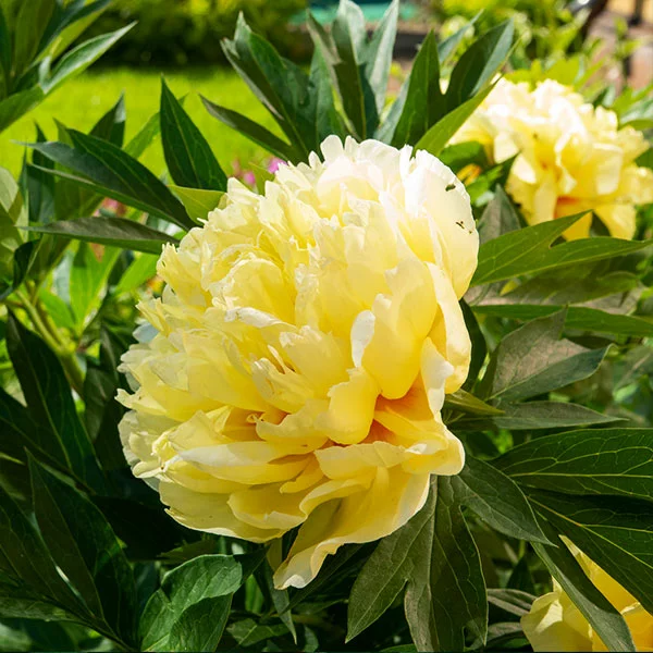 Brighter Blooms Bartzella Peony Shrubs & Hedges 1 Brighter Blooms Bartzella Peony Shrubs & Hedges