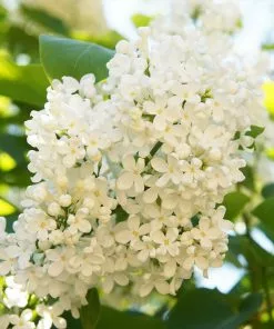 Brighter Blooms Ivory Silk Japanese Lilac Tree Shrubs & Hedges 7 Brighter Blooms Ivory Silk Japanese Lilac Tree Shrubs & Hedges