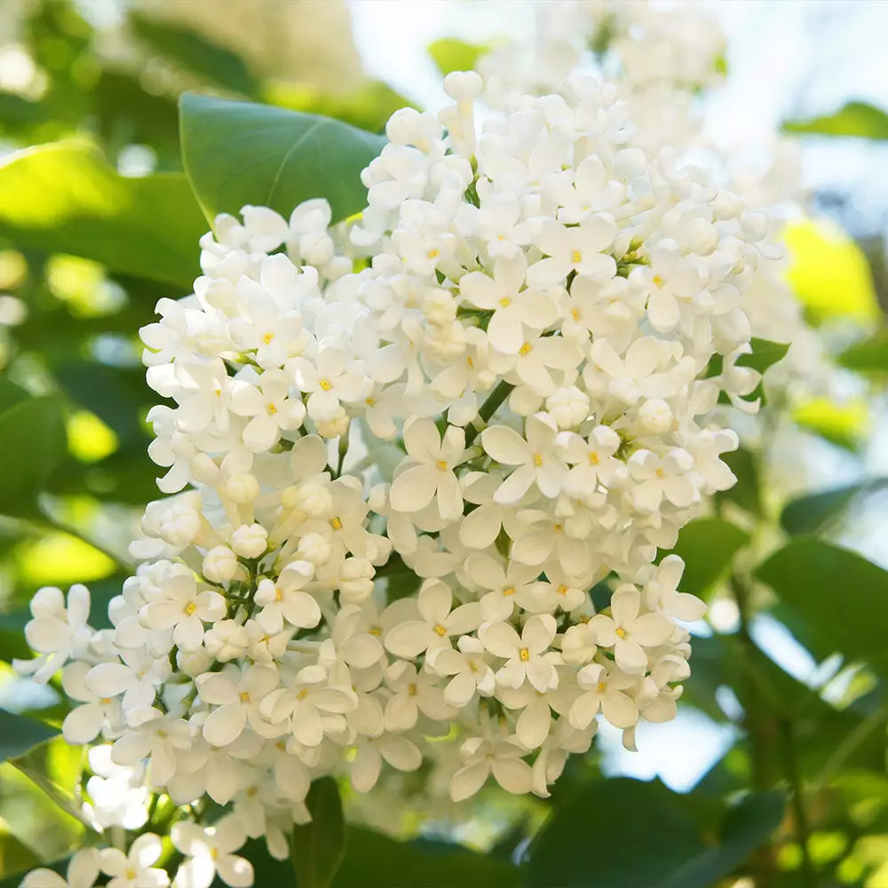 Brighter Blooms Ivory Silk Japanese Lilac Tree Shrubs & Hedges 4 Brighter Blooms Ivory Silk Japanese Lilac Tree Shrubs & Hedges