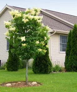 Brighter Blooms Ivory Silk Japanese Lilac Tree Shrubs & Hedges