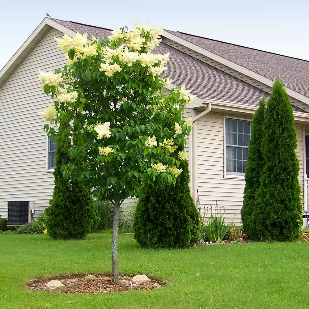Brighter Blooms Ivory Silk Japanese Lilac Tree Shrubs & Hedges 2 Brighter Blooms Ivory Silk Japanese Lilac Tree Shrubs & Hedges