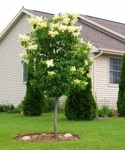 Brighter Blooms Ivory Silk Japanese Lilac Tree Shrubs & Hedges