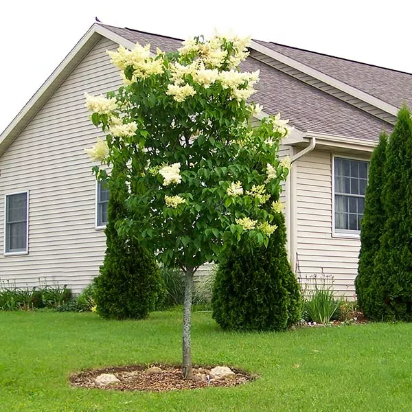 Brighter Blooms Ivory Silk Japanese Lilac Tree Shrubs & Hedges 1 Brighter Blooms Ivory Silk Japanese Lilac Tree Shrubs & Hedges