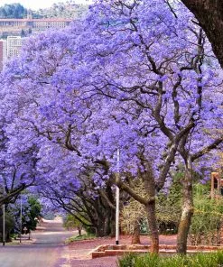 Brighter Blooms Jacaranda Tree
