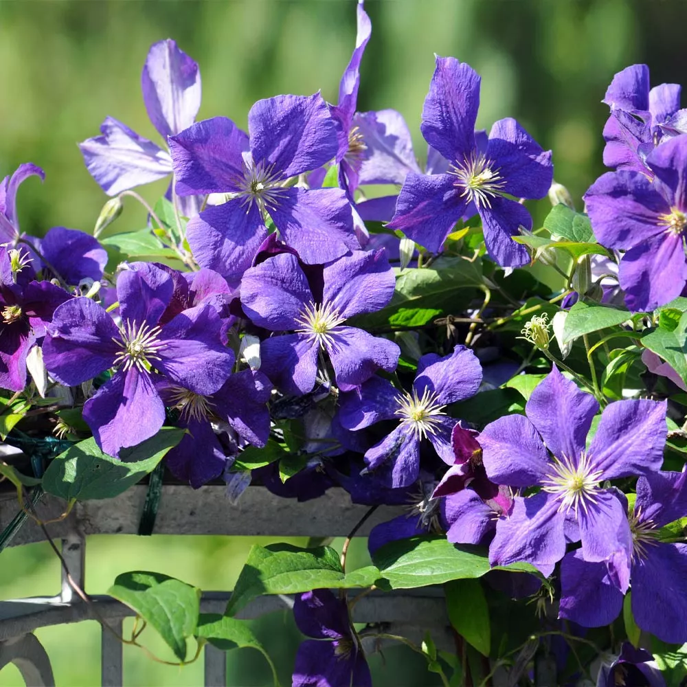 Brighter Blooms Jackmanii Clematis Vine 2 Brighter Blooms Jackmanii Clematis Vine