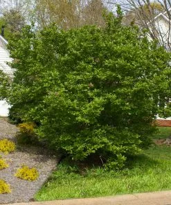 Brighter Blooms Flowering Trees Jane Magnolia Tree