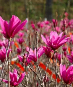 Brighter Blooms Flowering Trees Jane Magnolia Tree